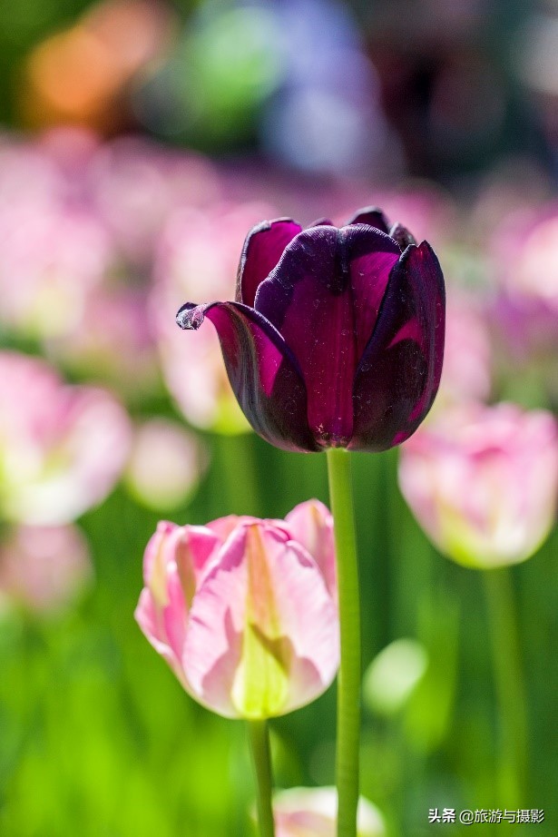 郁金香诗句经典五言,郁金香古诗词