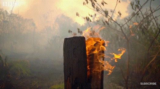 bbc封神,让很多人看一次哭一次的视频