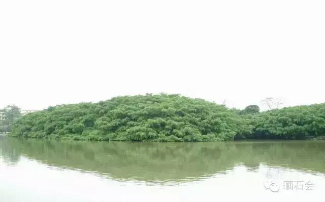 中国十大古树景观,重庆最老古树树龄千年