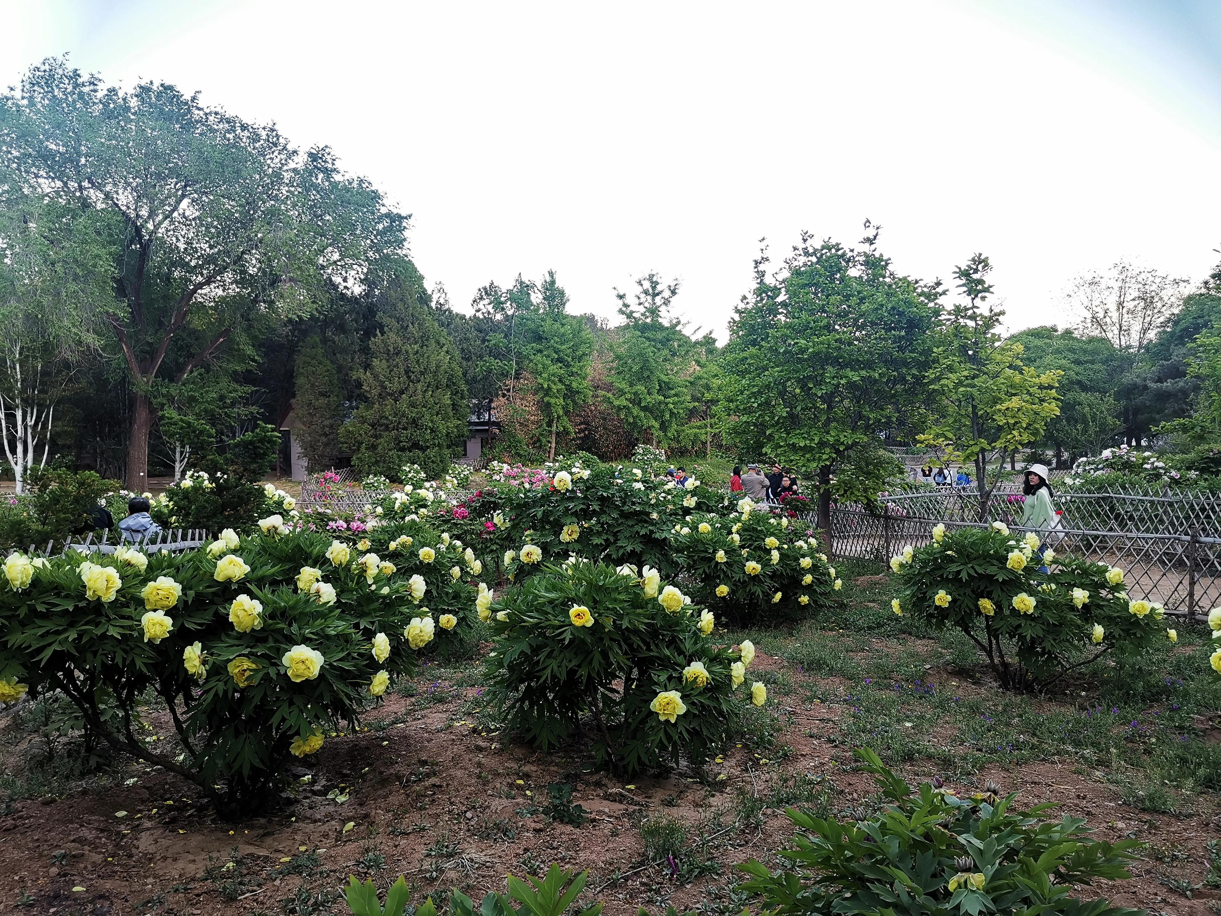 北京植物园牡丹园最佳观赏时间,北京牡丹花最佳观赏公园排名