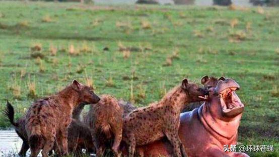 面对卑鄙无耻的掏肛专家，肌肉发达的精壮猎物，为何不逃跑？