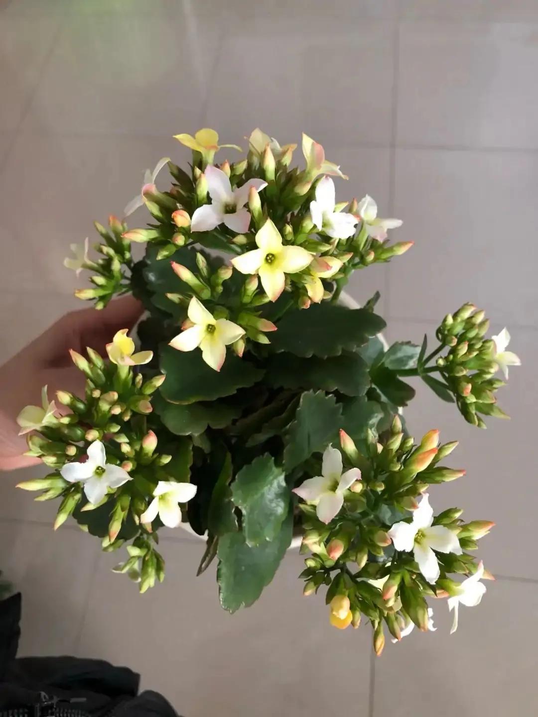 长寿花单瓣品种大全,长寿花100种颜色图片