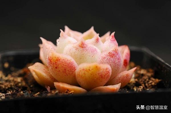 多肉植物的养花心得,多肉植物怎样养新手入门篇