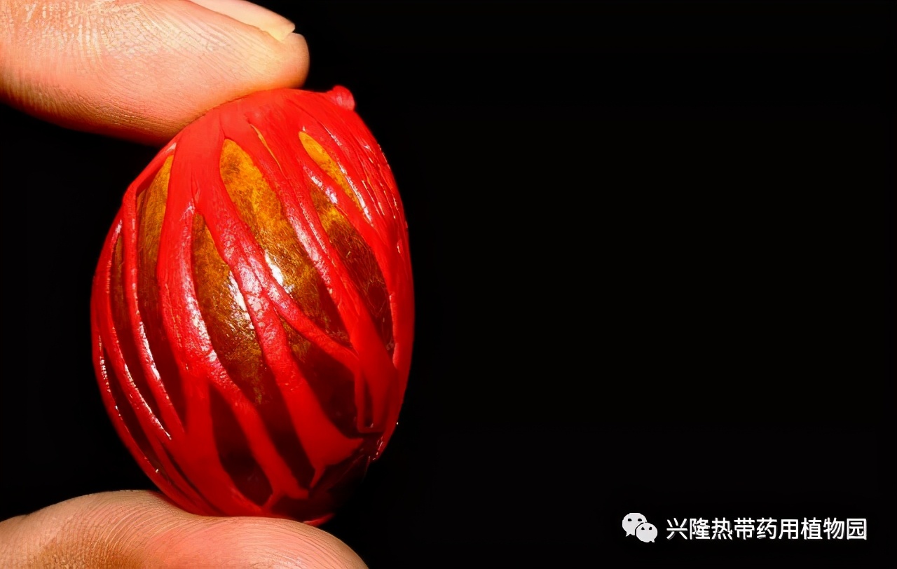 南药科普视频,南药科普