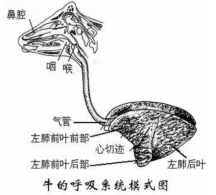 给羊防疫用什么药,羊打针的正确部位图解示意图