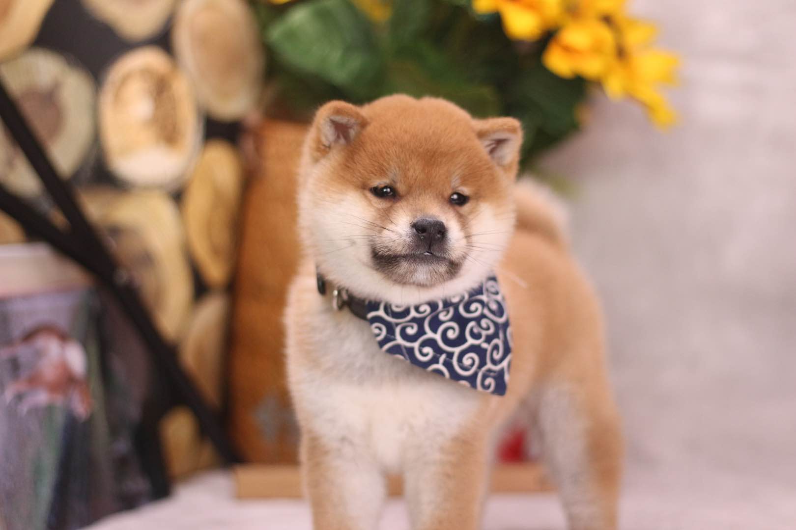 如何鉴别正宗柴犬,怎么鉴别柴犬的真假