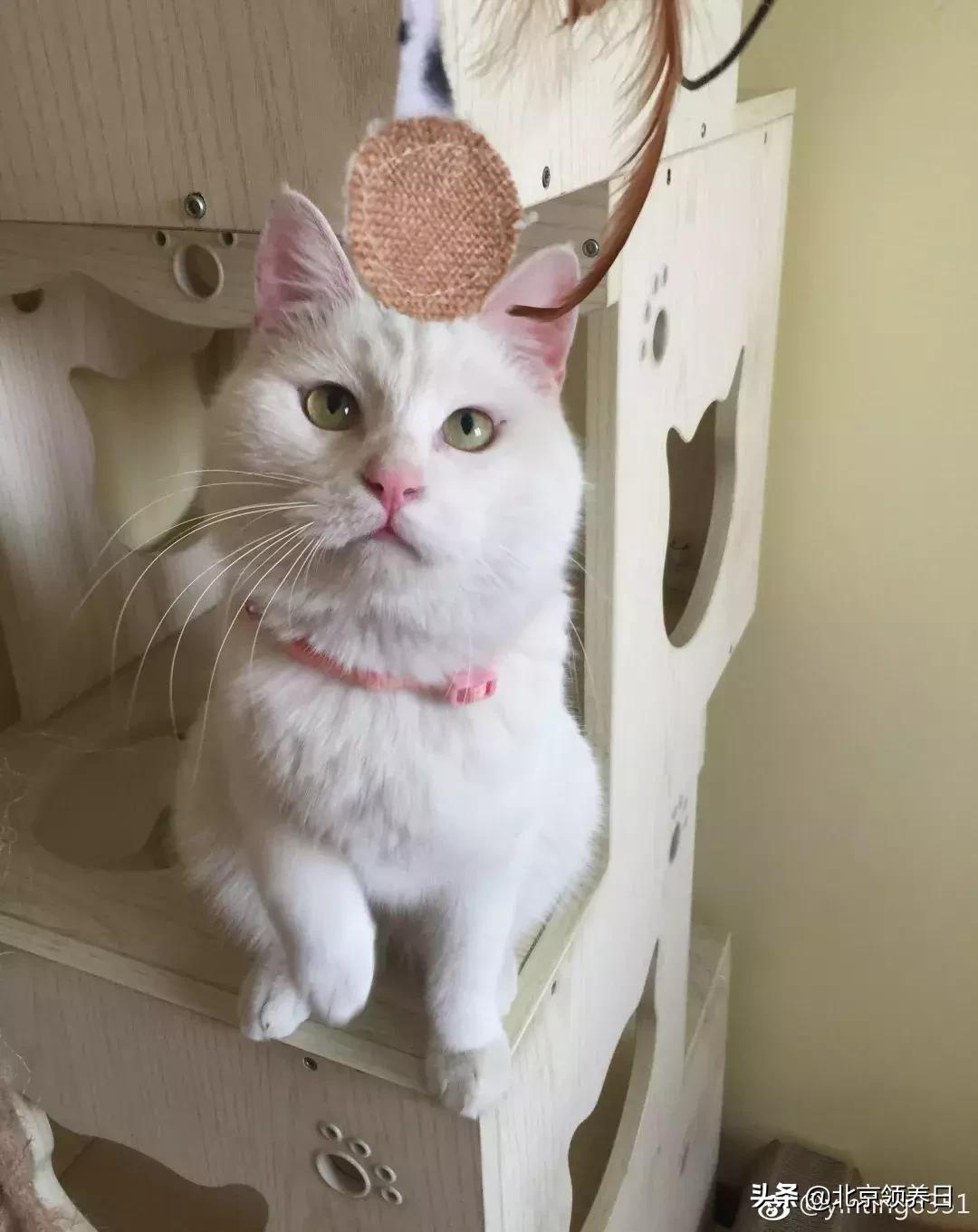 喵星人第二季,喵星人第2季免费观看