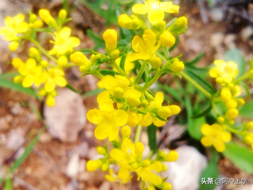 学生反义词不会做,不用查手机和电脑,帮你想办法