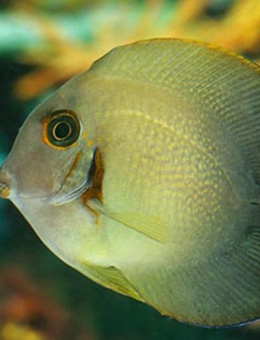 十大最好看的观赏鱼图片大全,十种最漂亮的观赏鱼图片