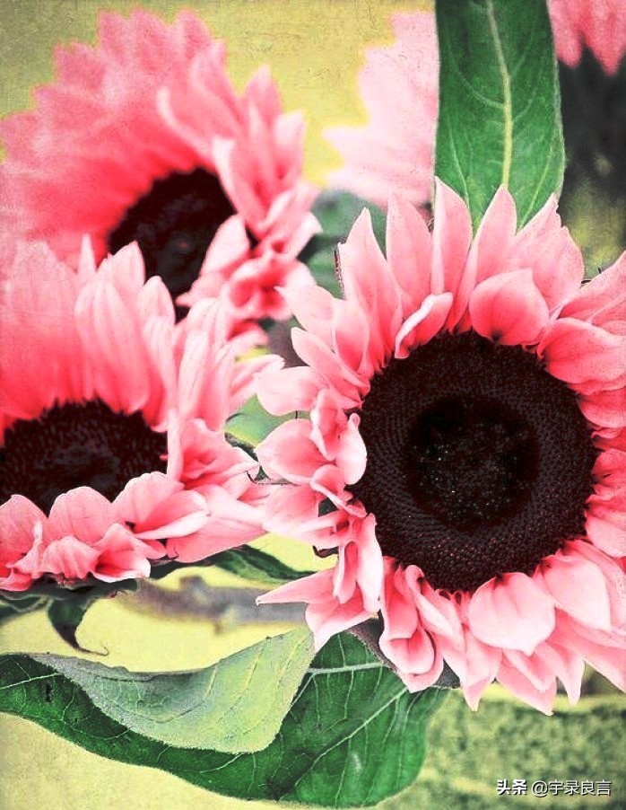 霸气的句子超拽潇洒不带脏字,抖音赞美点赞的霸气句子