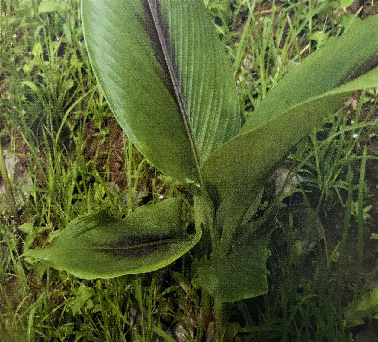 草药莪术的功效与作用,醋莪术行气破血什么意思