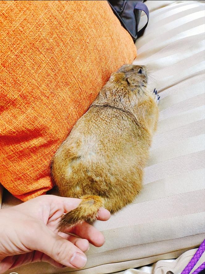 讲一下新手养土拨鼠的注意事项,不懂科学喂养仓鼠