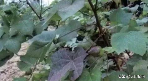 棉花受药害怎么补救,如何识别与预防棉花缺素症