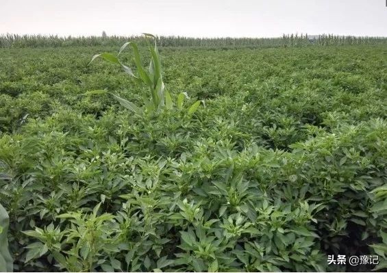 除了冬枣还有什么枣又大又圆,除了红枣枸杞茶还有什么茶