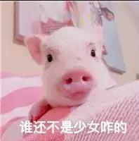 看完国际大牌”猪年限定款“，求求你们放过猪吧……