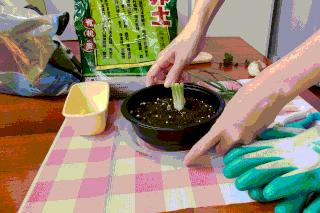 手把手教你阳台种菜,阳台种菜究竟是省钱还是费钱