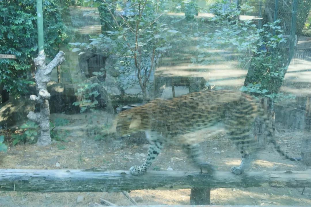 在动物园散步才是正经事|暴走福州