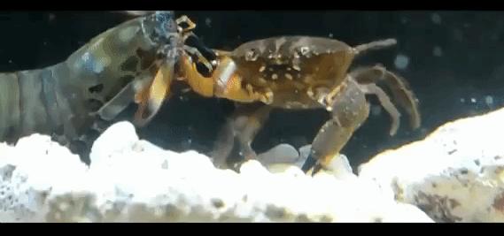 螳螂虾击碎乌龟壳,螳螂虾攻击螳螂虾