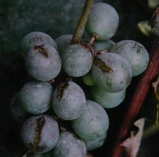 葡萄白粉病发病适宜温度是多少,高温天气葡萄软花怎么办