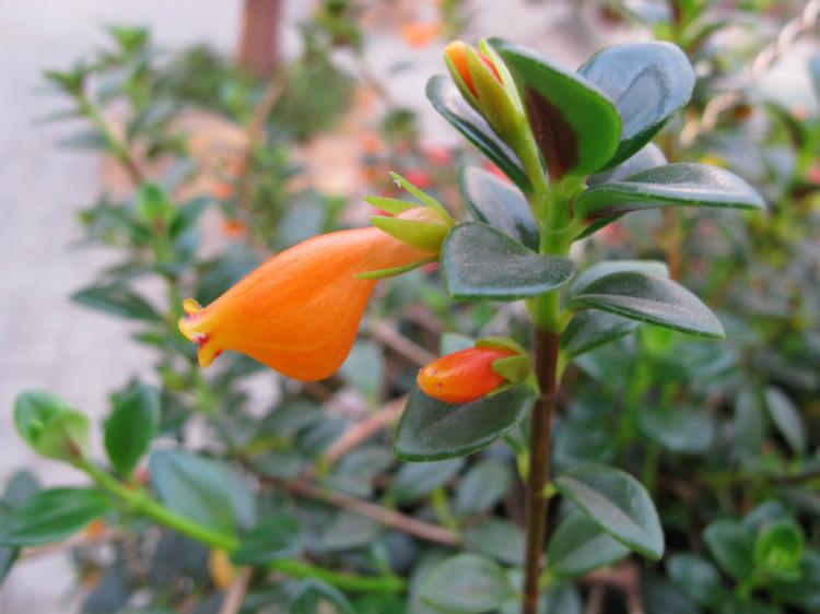 金鱼吊兰小金鱼,金鱼吊兰怎么养才能枝条下垂呢