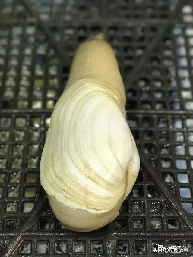 水煮贝壳类海鲜煮多久,海边海鲜用什么水煮好吃