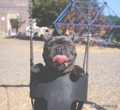 为什么狗狗喜欢舔你的脚拇指,为什么狗狗喜欢舔主人尿尿