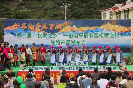 松茸的乡村振兴模式,保护松茸资源助推乡村振兴