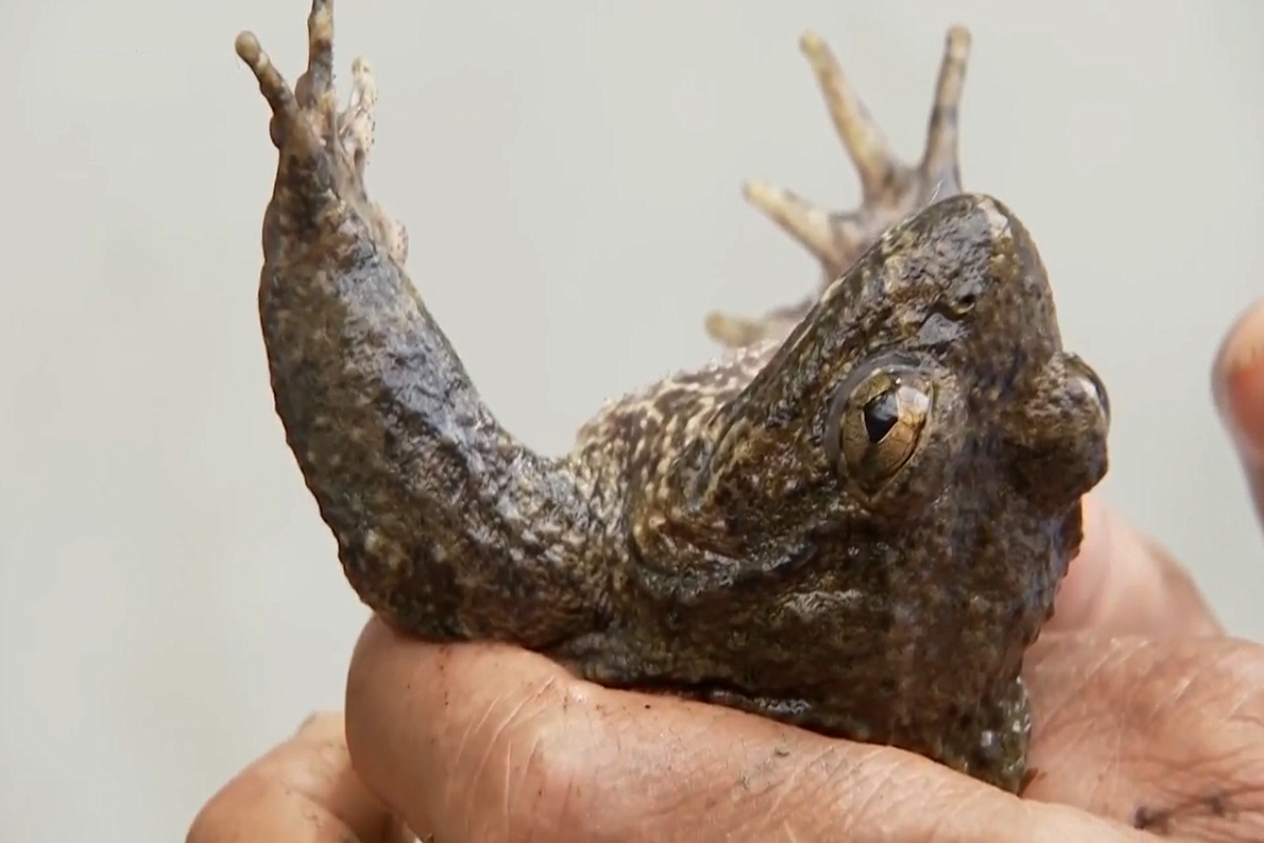 四川小伙被蛇咬在家休养赚3000万,男子被蛇咬后终身残疾