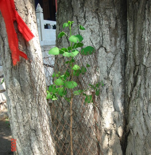 千年古刹红螺寺拍摄,红螺寺千年古刹