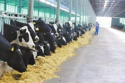 2020农业补贴政策,养殖肉牛补贴政策2020标准