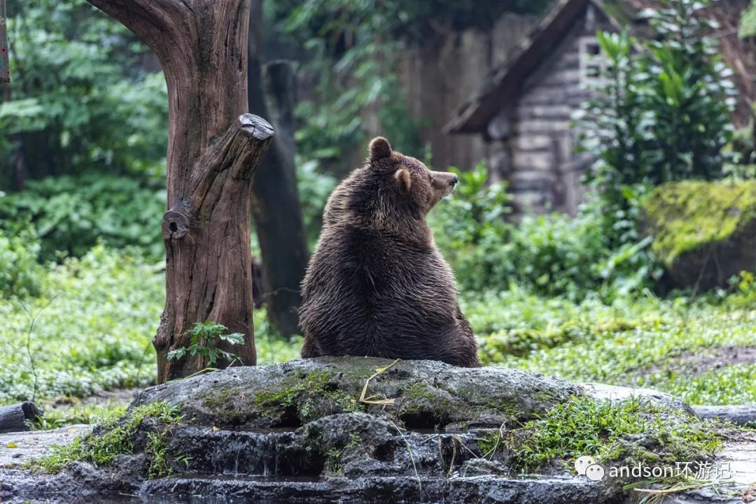 印尼你好怎么发音,印尼歌曲你好傻
