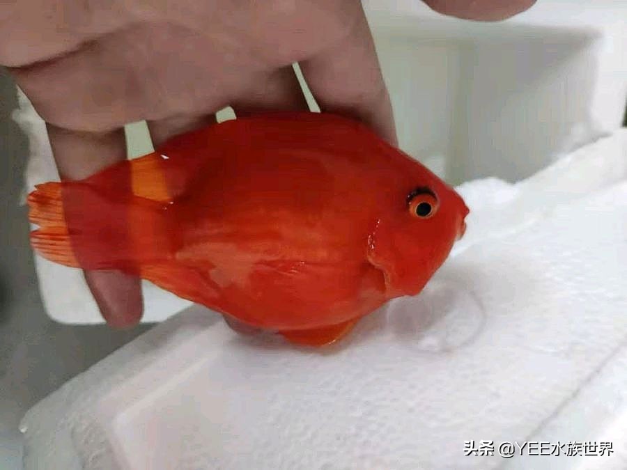 这些常见的观赏鱼饲料，你用过几种