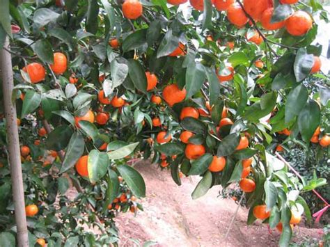 四会砂糖橘介绍,四会沙糖桔直播卖货第一名