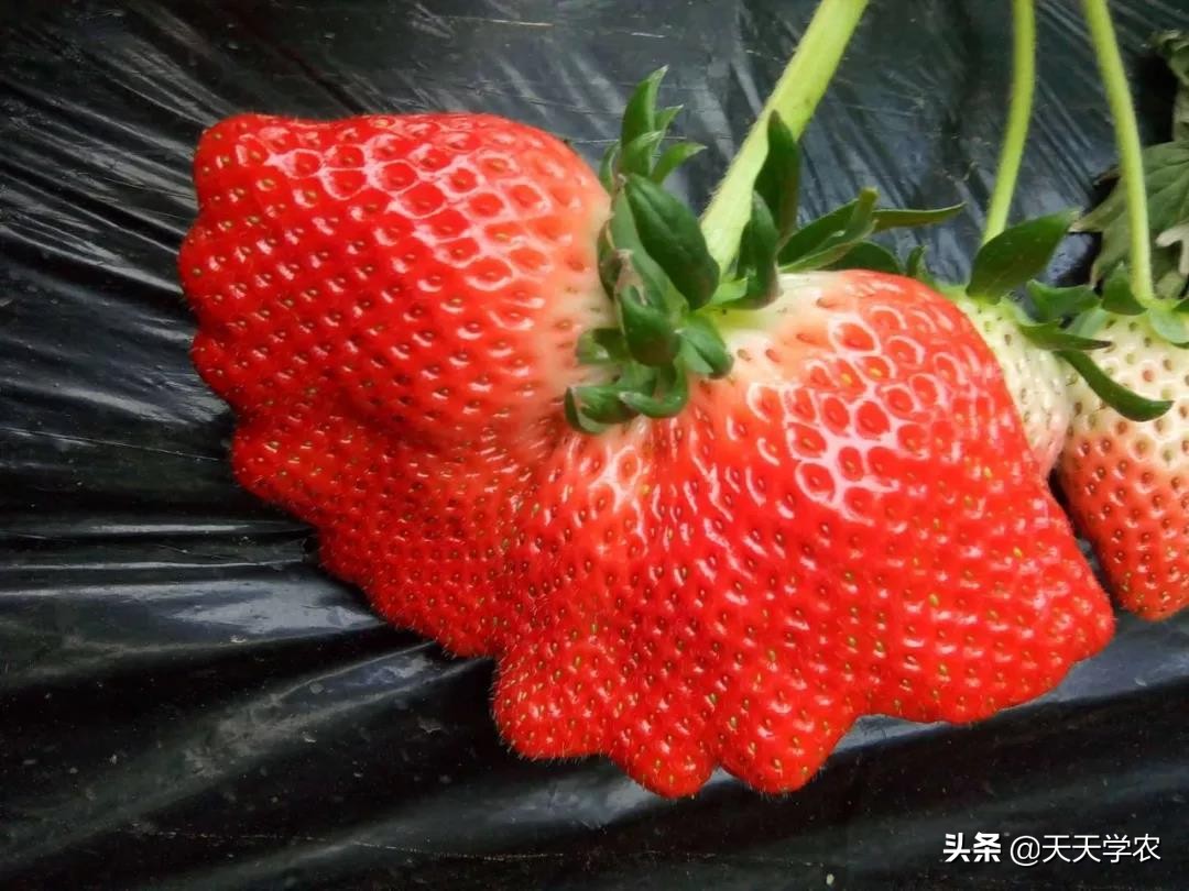 丑果卖不了好价钱！草莓畸形果这么多，怎么产生的？该如何避免？