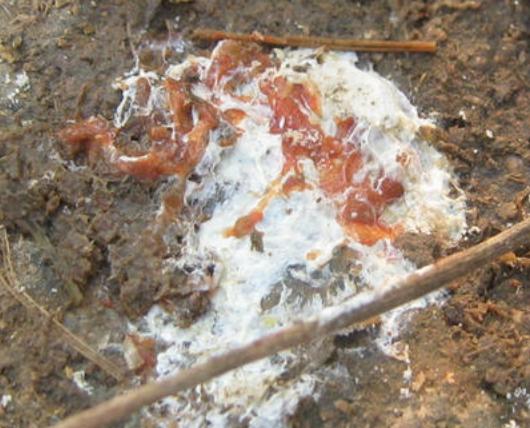 鸡大肠杆菌球虫混合感染,鸡霉菌性肠炎最佳治疗方法