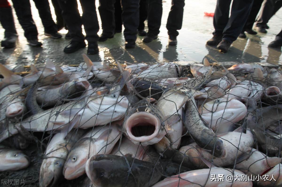 四大家鱼为什么那么难吃,四大家鱼之首的青鱼为何可怕