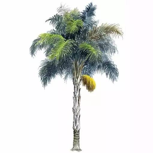 十种不同树叶的画法,五种不同树木的画法简单的