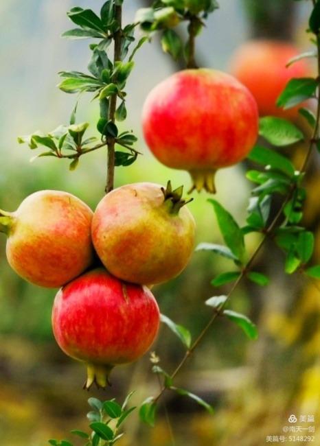 石榴一般几月份熟,石榴怎么判断熟了