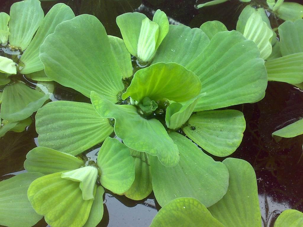 鱼缸小鱼太孤单，给上几株水芙蓉！净化水质鱼儿开心，怎么养？