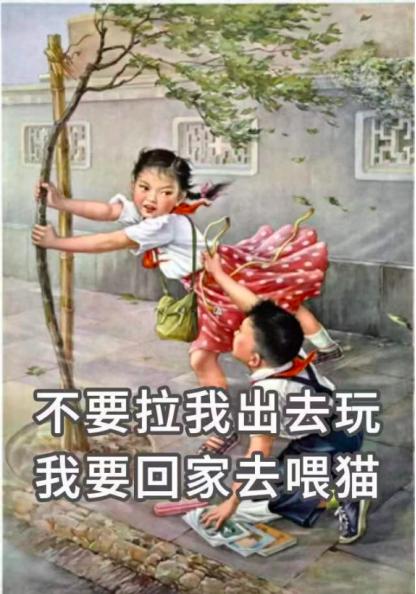 祺鑫养猫实录,穷人养猫实录