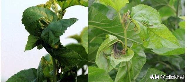 桑树黑枯病用什么防治,桑树烂头病的治疗方法