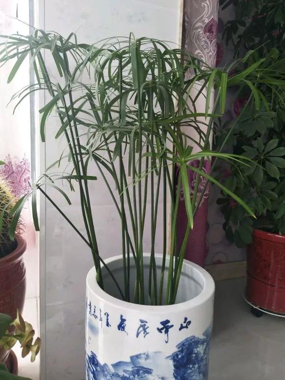 5种花不怕旱就怕涝,三种最怕缺水的花