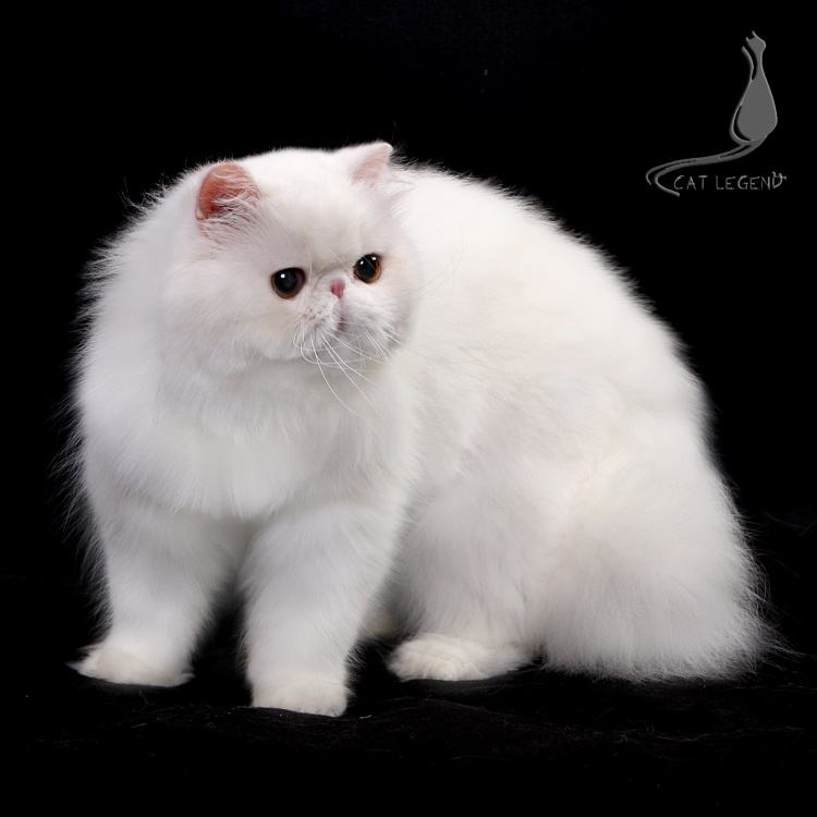 不建议养的十种猫,最难养的猫第一名