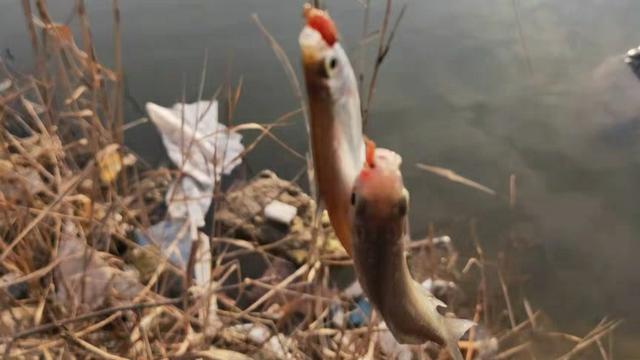 买鱼竿要看什么标志,新手买鱼竿最适合买哪种鱼竿