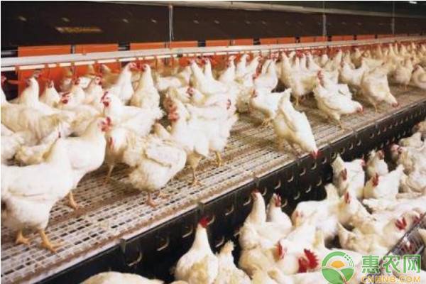 2024年蛋鸡养殖市场行情前景如何,2022蛋鸡养殖行情怎么样