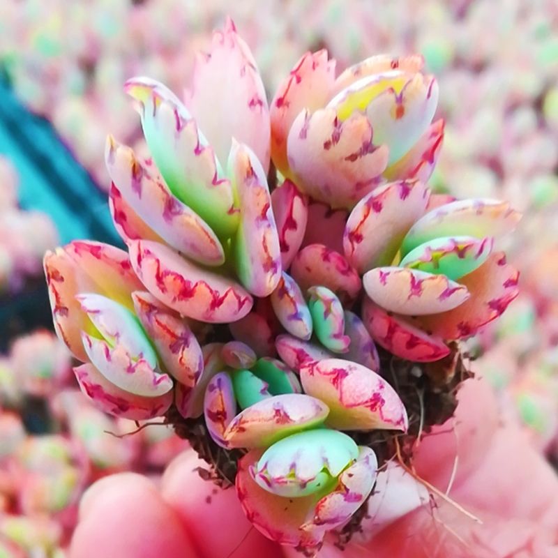 养了很多花只有绿萝最好养,绿萝养死还能养什么花