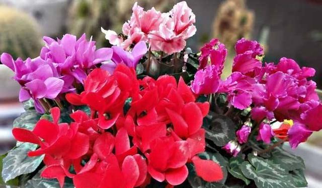 养仙客来怎么浇水,夏季仙客来浇水后叶子打蔫怎么办