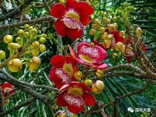 菩提花开观自在,菩提花开见性成佛