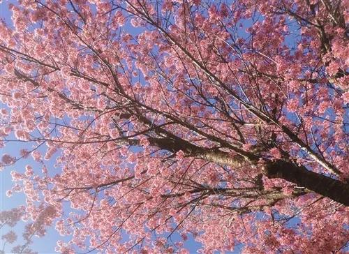 描写樱花的散文,樱花散文美篇