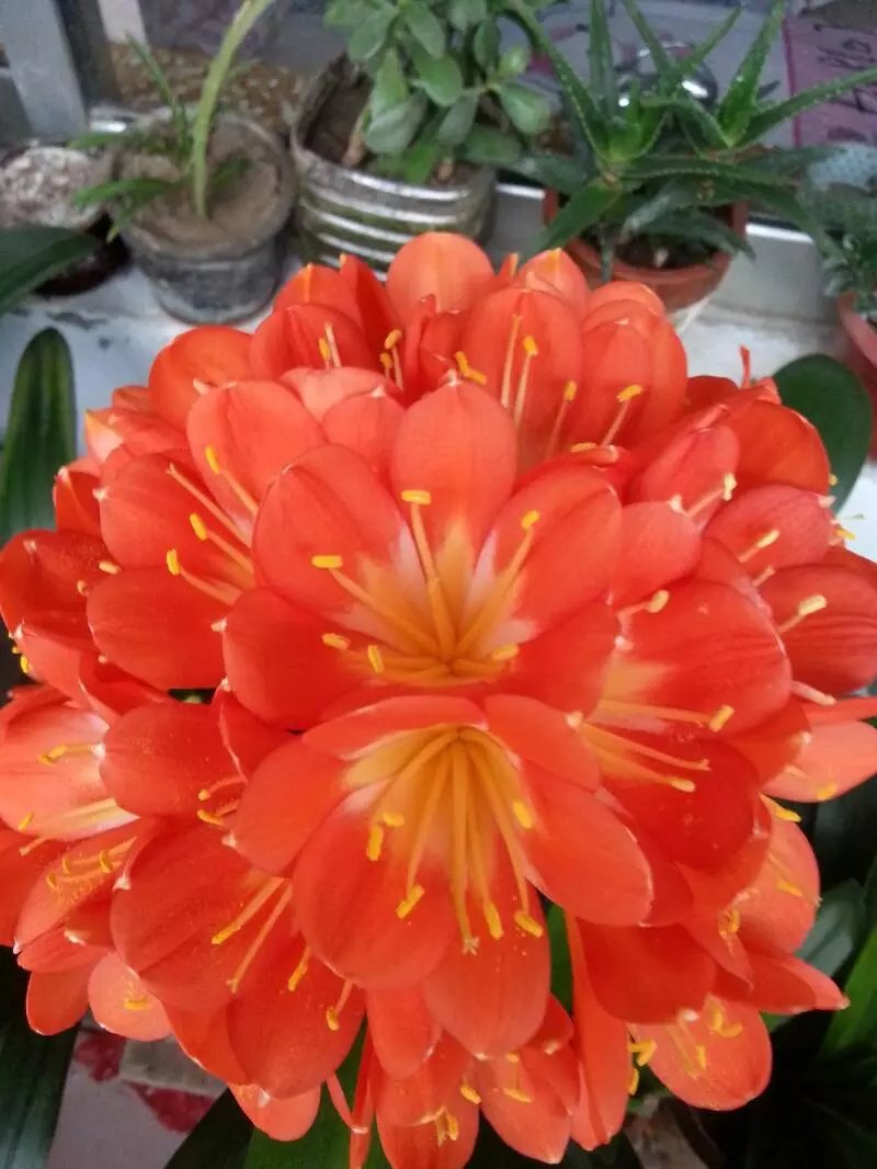 君子兰花期又出了侧芽怎么养护,君子兰花期已过再怎么养护